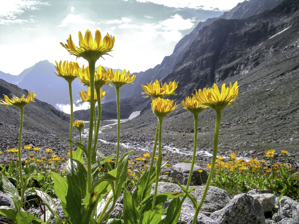 arnica montana in the alps