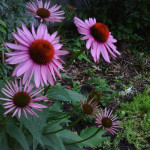 Echinacea or purple coneflower - Image Copyrights by: Joe Futrelle - Source: Flickr Creative Commons