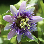 Passiflora Incarnata (Passion Flower)