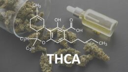 THCA Marijuana